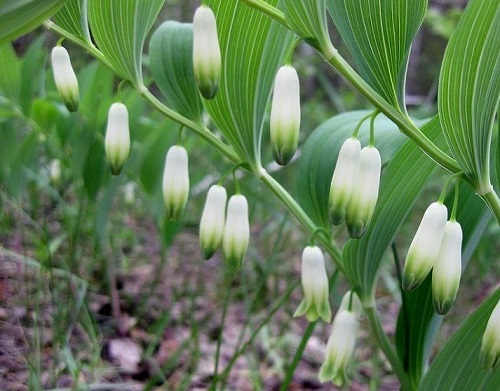 Лесные ягоды: съедобные и несъедобные в 2023 году (+ фото)