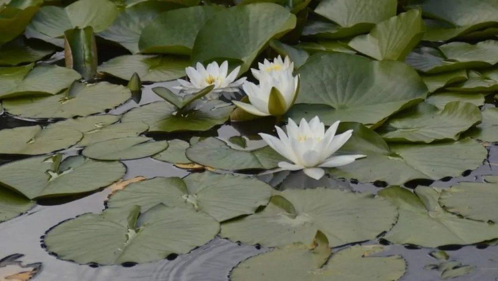 Белая водяная лилия, фото. Белая водяная лилия, фото.