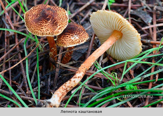 Лепиота каштановая