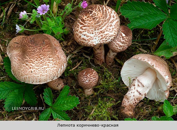 Лепиота коричнево-красная