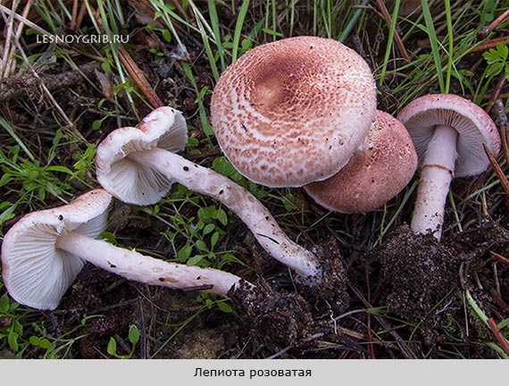 Лепиота розоватая