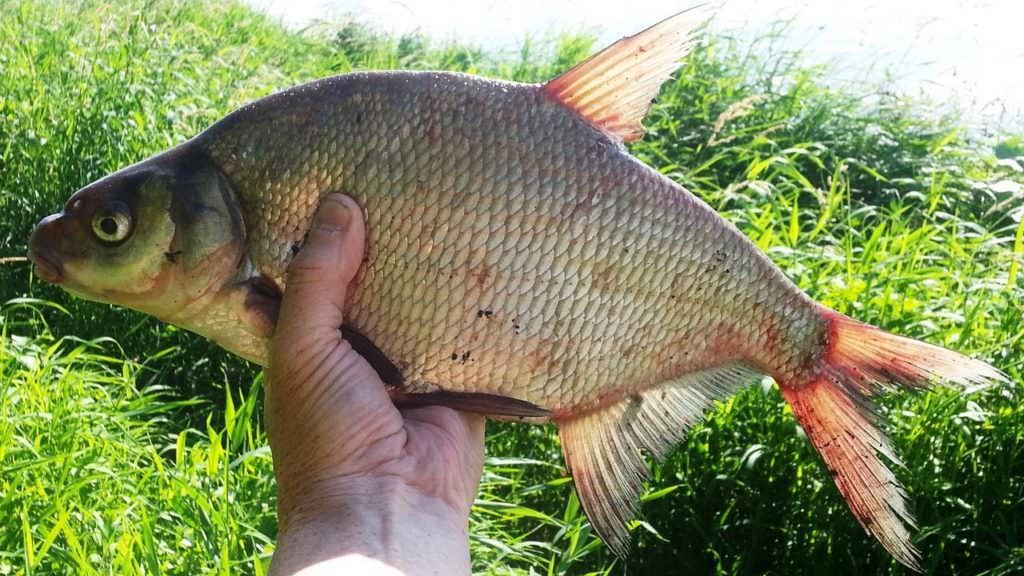 Наживки для леща для ловли на фидер, обзор