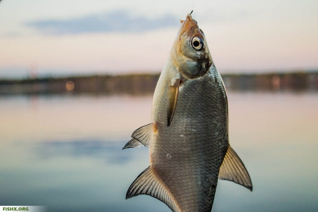 Ловля леща на кольцо: особенности, плюсы и минусы, как ловить, секреты и советы