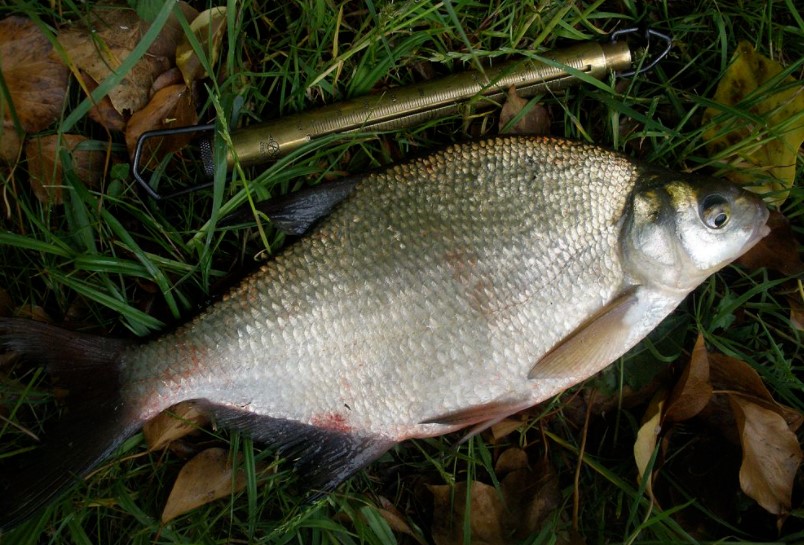 Ловля леща на кольцо: особенности, плюсы и минусы, как ловить, секреты и советы