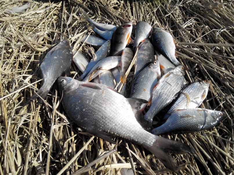 Ловля леща на кольцо: особенности, плюсы и минусы, как ловить, секреты и советы