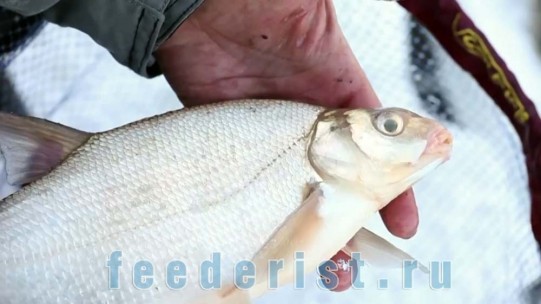 Пойманный лещ Пойманный лещ