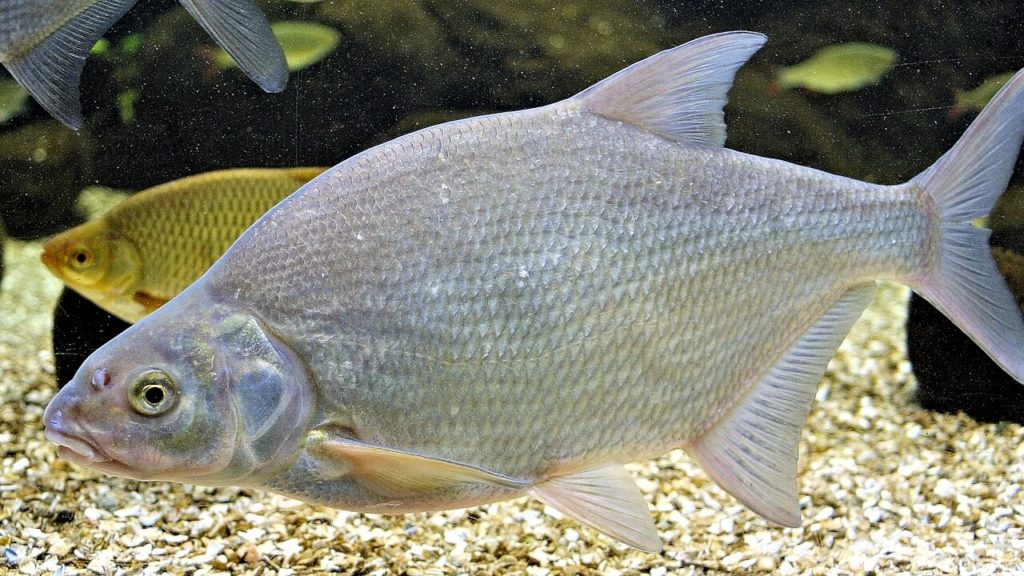 Перловка для рыбалки: как приготовить и насаживать