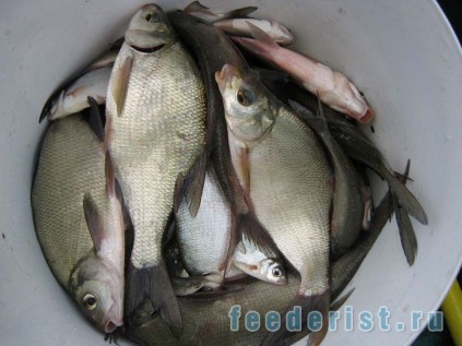 Ловля на фидер осенью Лещ на фидер