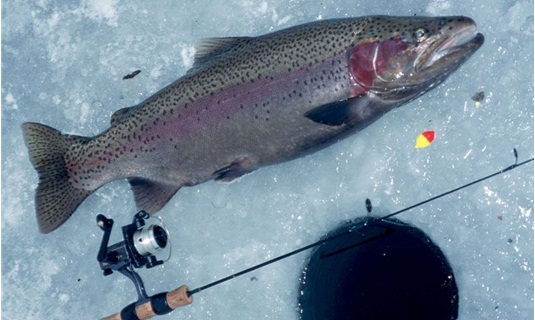 ловля форели зимой ловля форели зимой