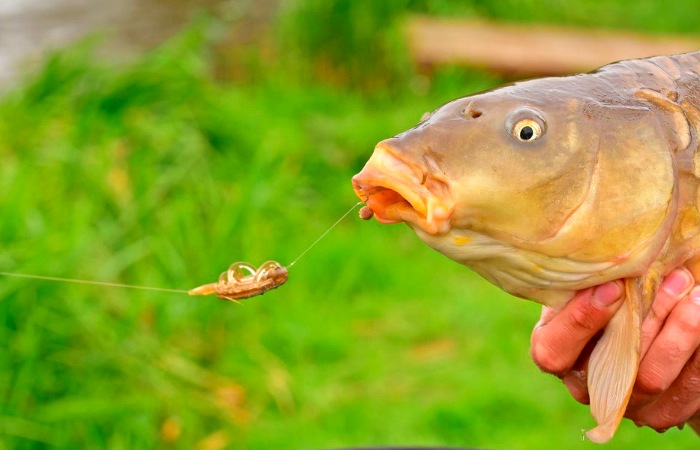 Карп на кормушку метод