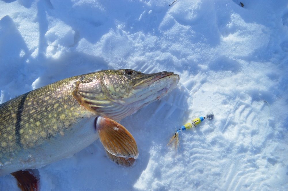 Рыбалка на мандулу зимой