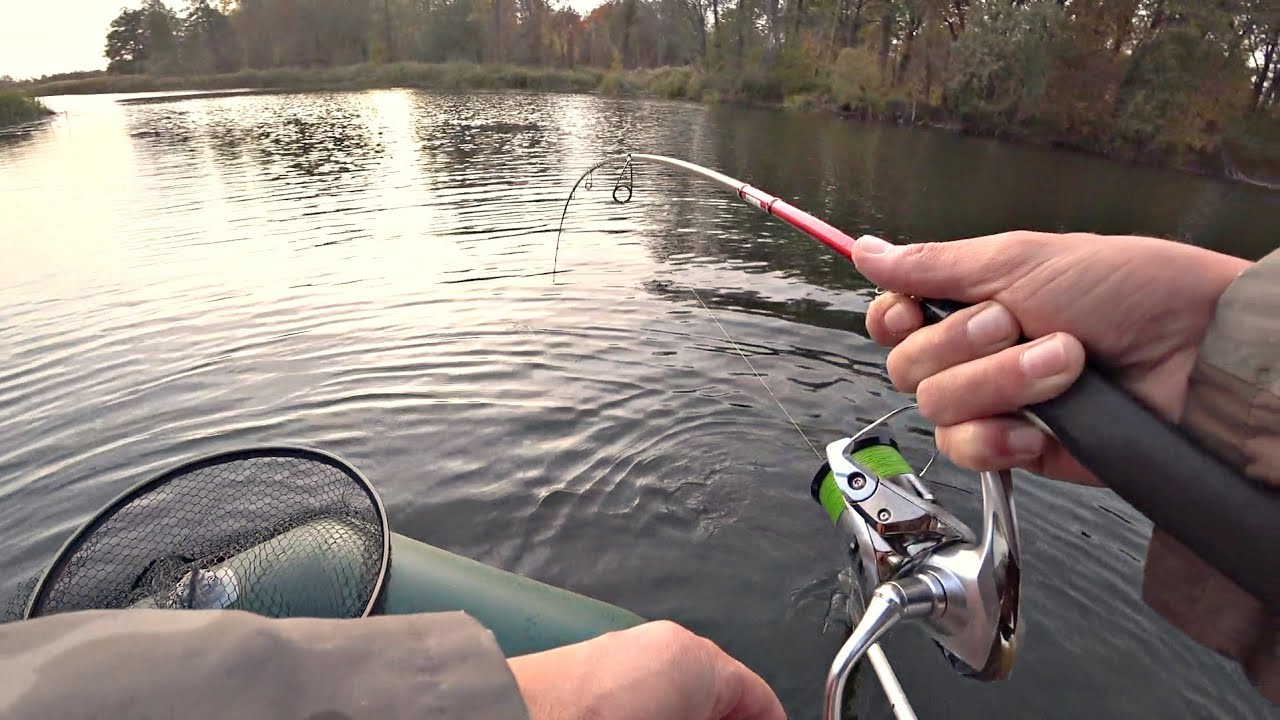 тактика ловли карпа фридером