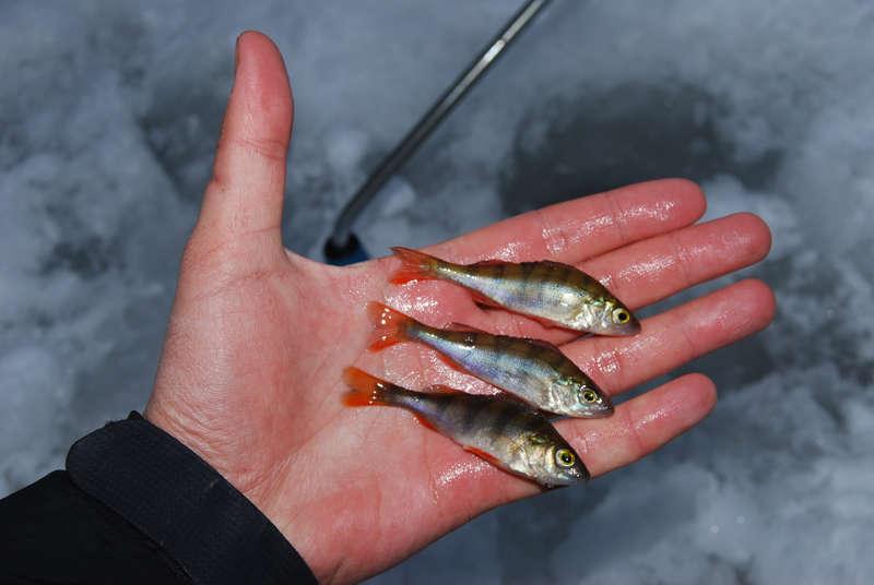 Маленький окунь