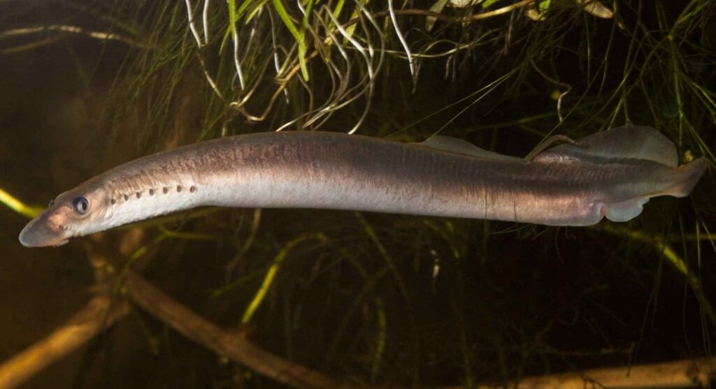 Венгерская минога