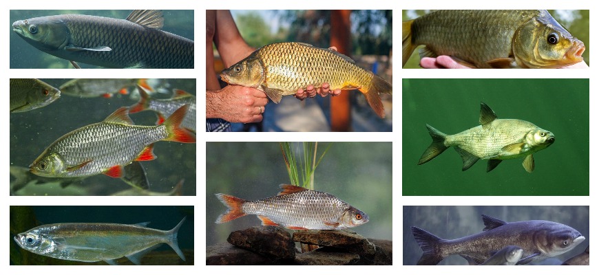 Тихий океан