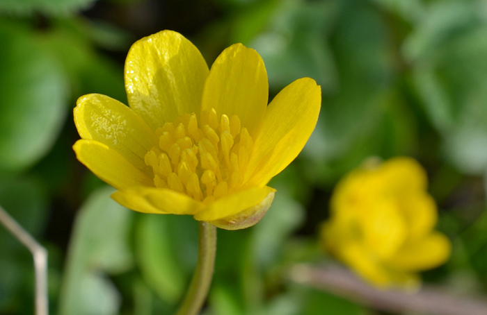 Многолетние цветы (120 фото) - каталог цветов для дачи и сада с названиями и описанием Многолетние цветы (120 фото) - каталог цветов для дачи и сада с названиями и описанием