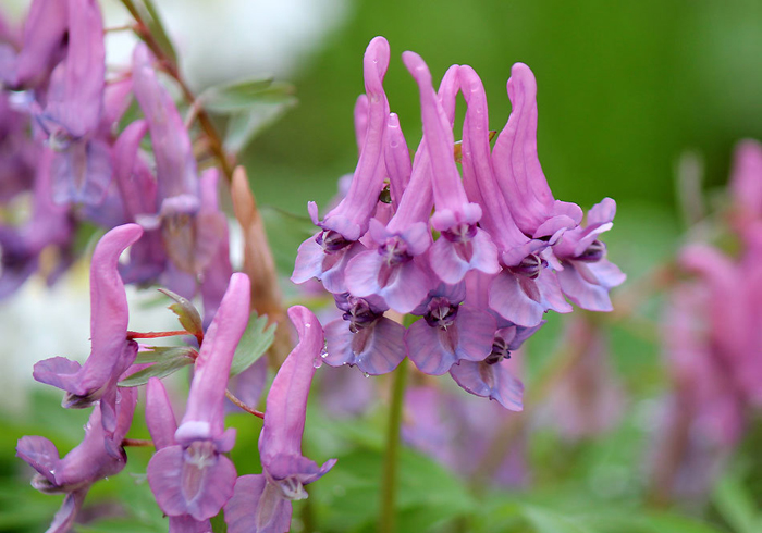 Многолетние цветы (120 фото) - каталог цветов для дачи и сада с названиями и описанием Многолетние цветы (120 фото) - каталог цветов для дачи и сада с названиями и описанием