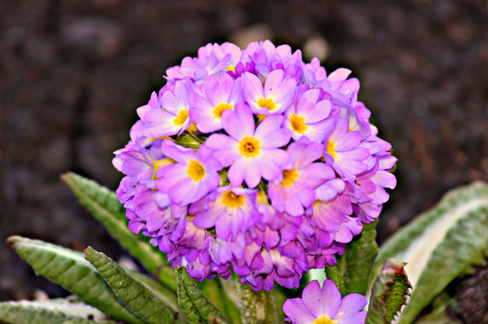 Многолетние цветы (120 фото) - каталог цветов для дачи и сада с названиями и описанием Многолетние цветы (120 фото) - каталог цветов для дачи и сада с названиями и описанием