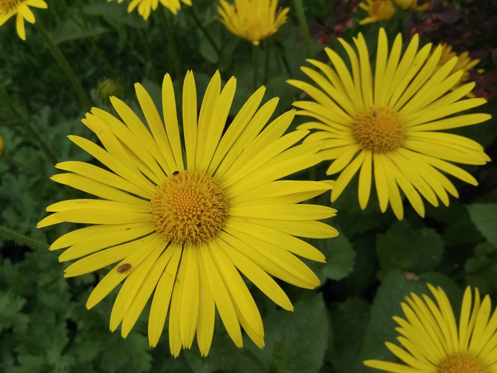 Многолетние цветы (120 фото) - каталог цветов для дачи и сада с названиями и описанием Многолетние цветы (120 фото) - каталог цветов для дачи и сада с названиями и описанием