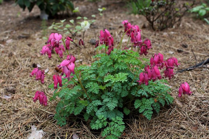 Многолетние цветы (120 фото) - каталог цветов для дачи и сада с названиями и описанием Многолетние цветы (120 фото) - каталог цветов для дачи и сада с названиями и описанием