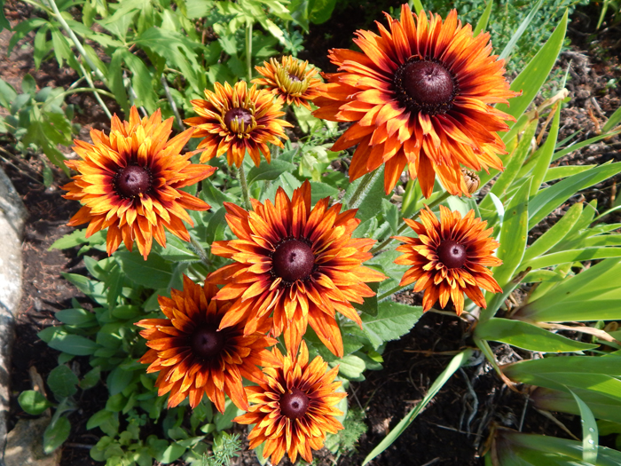 Многолетние цветы (120 фото) - каталог цветов для дачи и сада с названиями и описанием Многолетние цветы (120 фото) - каталог цветов для дачи и сада с названиями и описанием