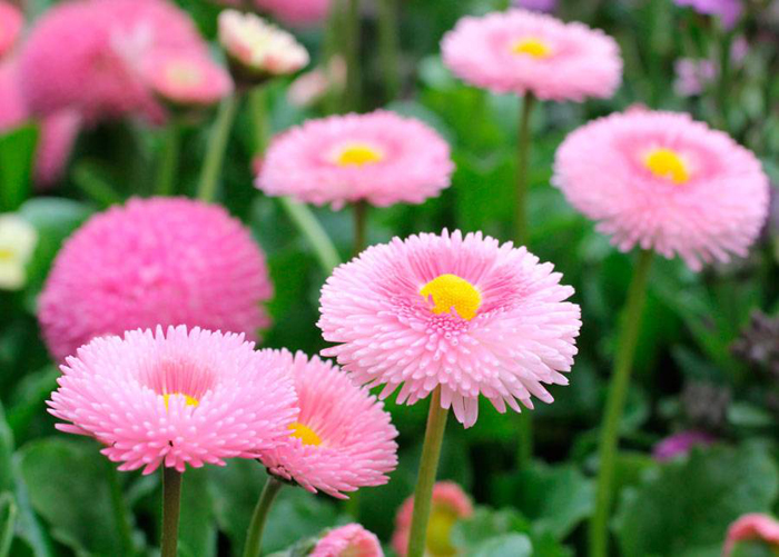 Многолетние цветы (120 фото) - каталог цветов для дачи и сада с названиями и описанием Многолетние цветы (120 фото) - каталог цветов для дачи и сада с названиями и описанием