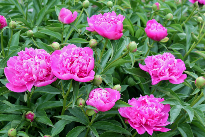 Многолетние цветы (120 фото) - каталог цветов для дачи и сада с названиями и описанием Многолетние цветы (120 фото) - каталог цветов для дачи и сада с названиями и описанием