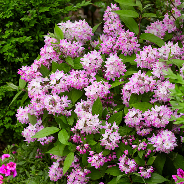 Многолетние цветы (120 фото) - каталог цветов для дачи и сада с названиями и описанием Многолетние цветы (120 фото) - каталог цветов для дачи и сада с названиями и описанием