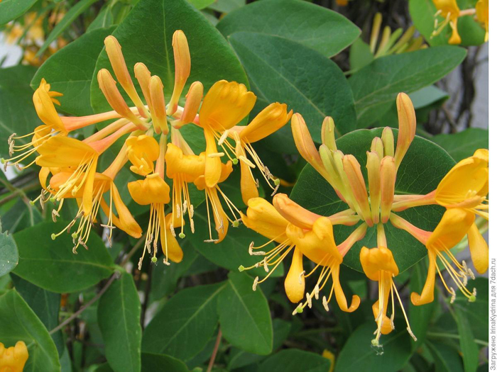 Многолетние цветы (120 фото) - каталог цветов для дачи и сада с названиями и описанием Многолетние цветы (120 фото) - каталог цветов для дачи и сада с названиями и описанием