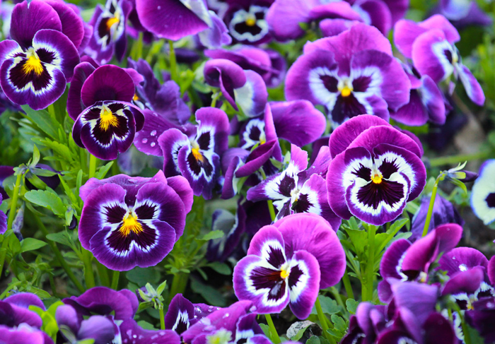 Многолетние цветы (120 фото) - каталог цветов для дачи и сада с названиями и описанием Многолетние цветы (120 фото) - каталог цветов для дачи и сада с названиями и описанием