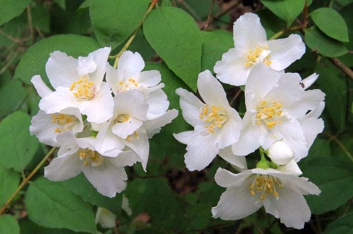 Многолетние цветы для дачи: ТОП-100 самых неприхотливых с фото и названиями