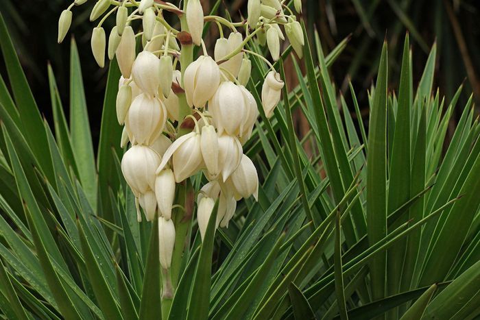 Многолетние цветы для дачи: ТОП-100 самых неприхотливых с фото и названиями