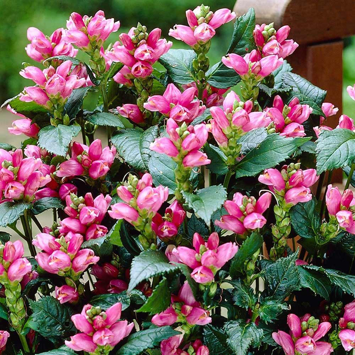 Многолетние цветы для дачи: ТОП-100 самых неприхотливых с фото и названиями