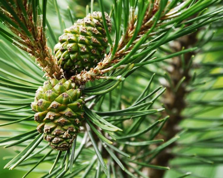 Варенье из сосновых шишек: ТОП-13 самых вкусных рецептов приготовления