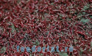 Осенью в прикормку лучше добавлять побольше мотыля Мотыль в прикормке