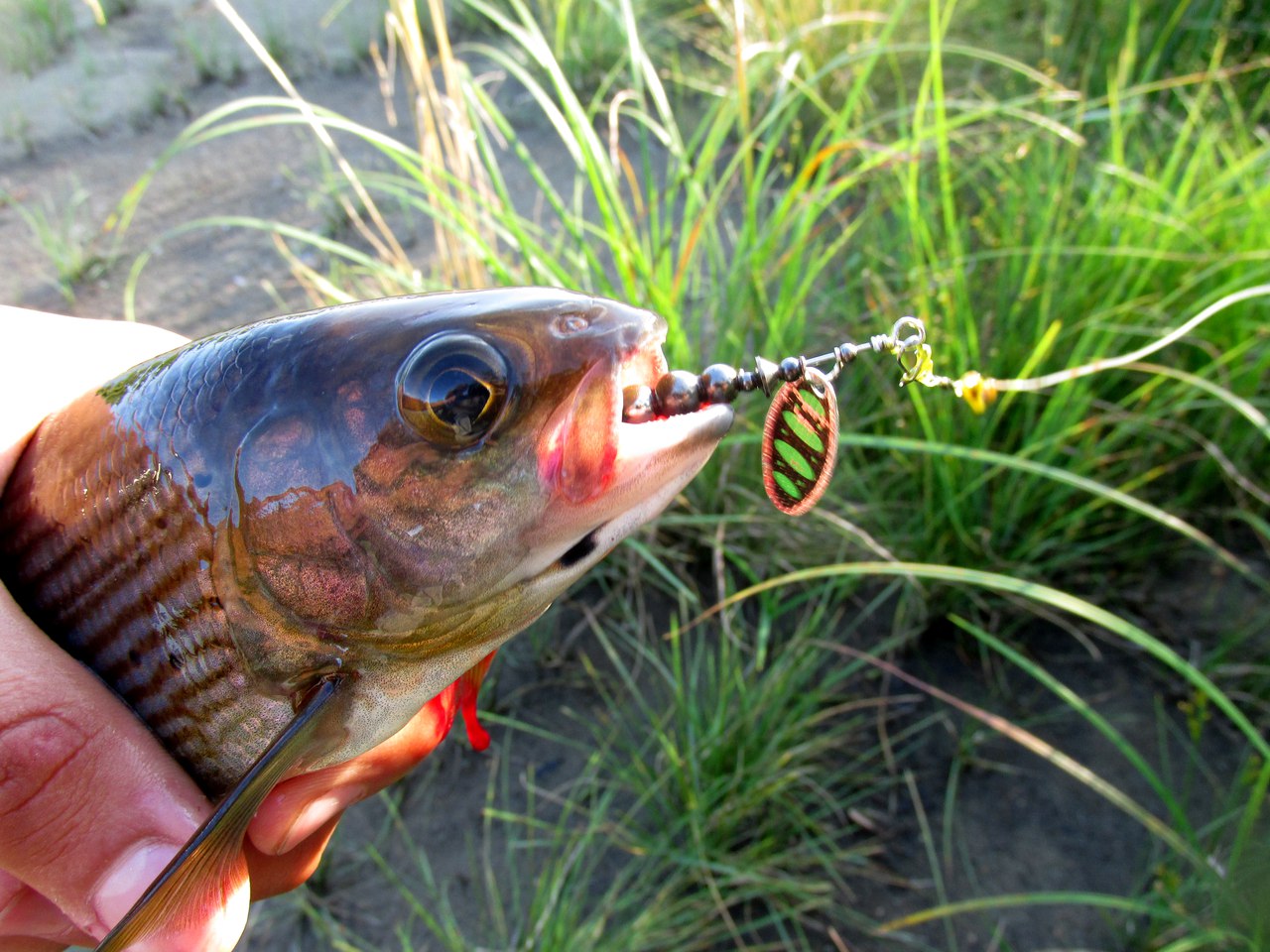 Наживка для сига