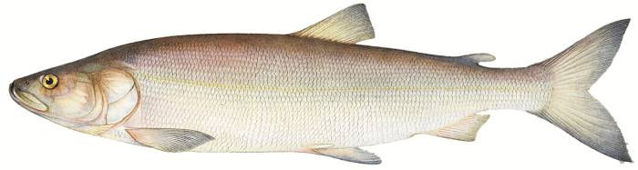 рыба нельма