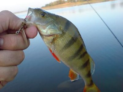 Окунь для спиннинга