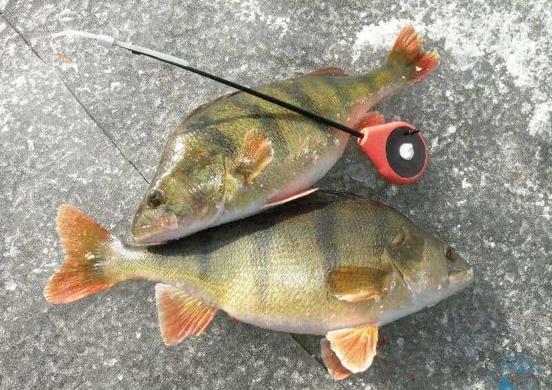 два малых полосатиков