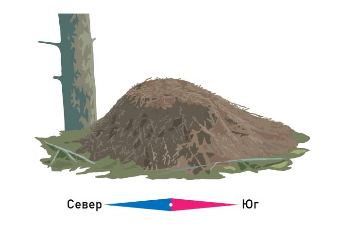 Нахождение направлений с помощью местоположения муравья в лесу