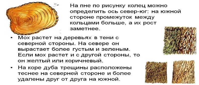 ориентация дерева ориентирование на деревьях