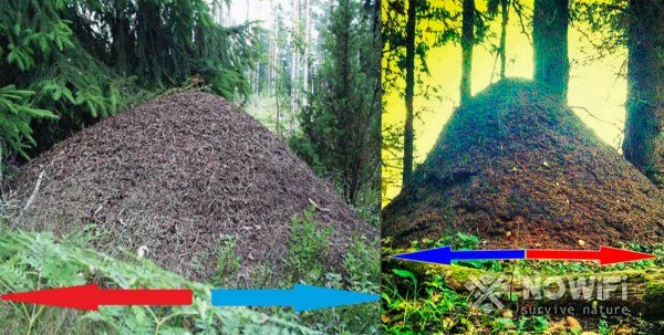 ориентирование в лесу-муравейнике