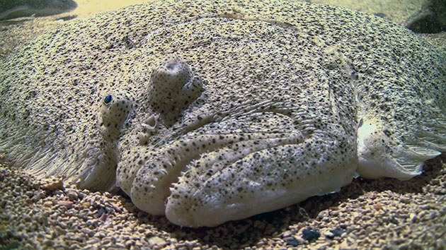 Среда обитания палтуса зависит от его подвида Среда обитания палтуса зависит от его подвида