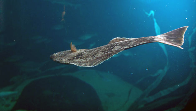 Основными врагами палтуса в дикой природе можно считать: тюленей и морских львов Основными врагами палтуса в дикой природе являются: тюлени и морские львы