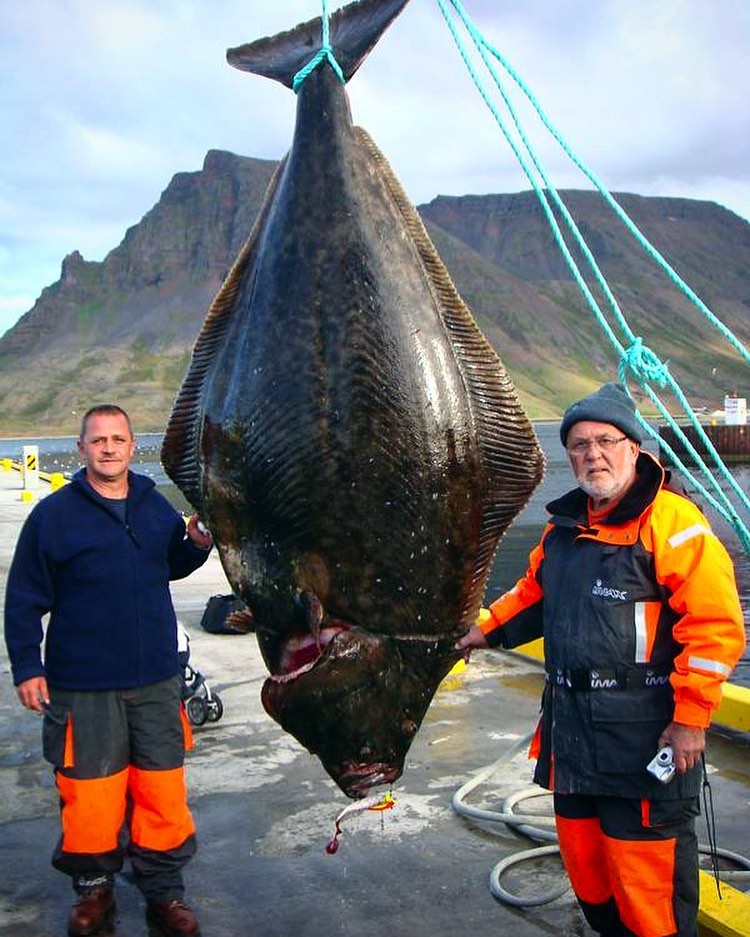 Зеленый палтус