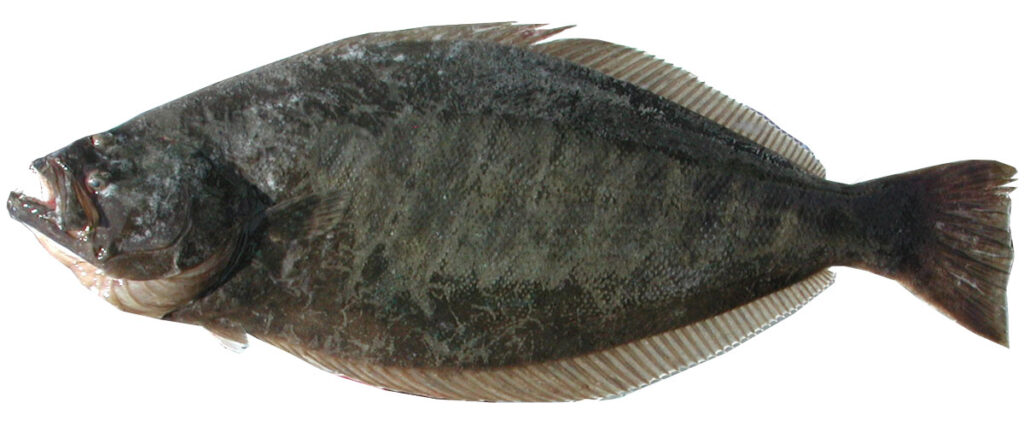 Тихоокеанский палтус альбакор