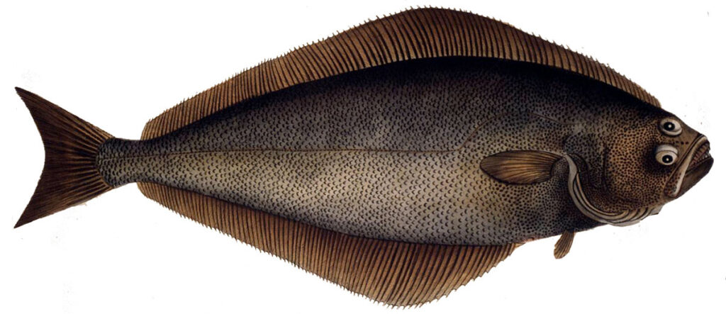 Атлантический палтус