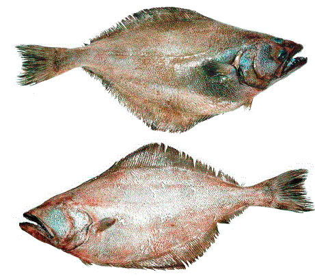 Азиатский палтус