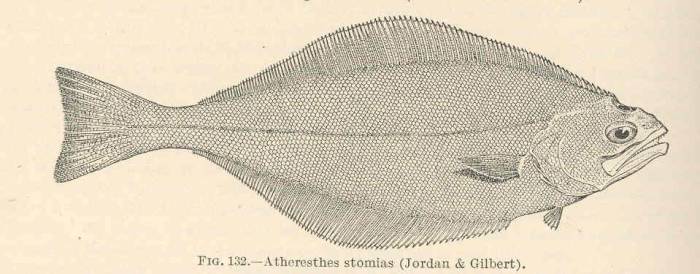 Американский палтус (стрелозубый палтус)
