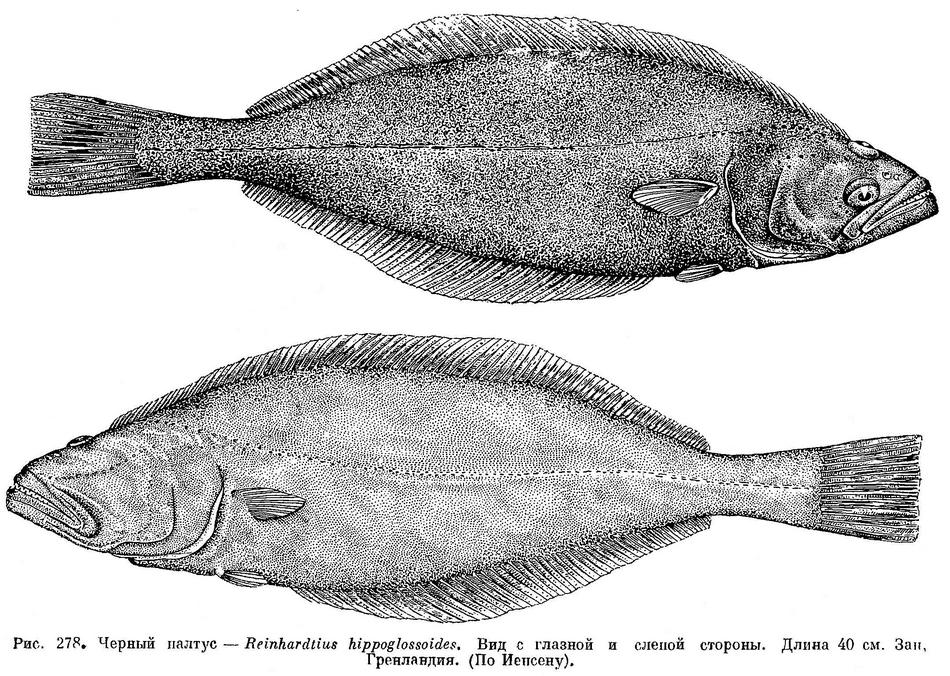 Палтус чернокожий